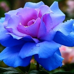 Meet your Posher, Erika